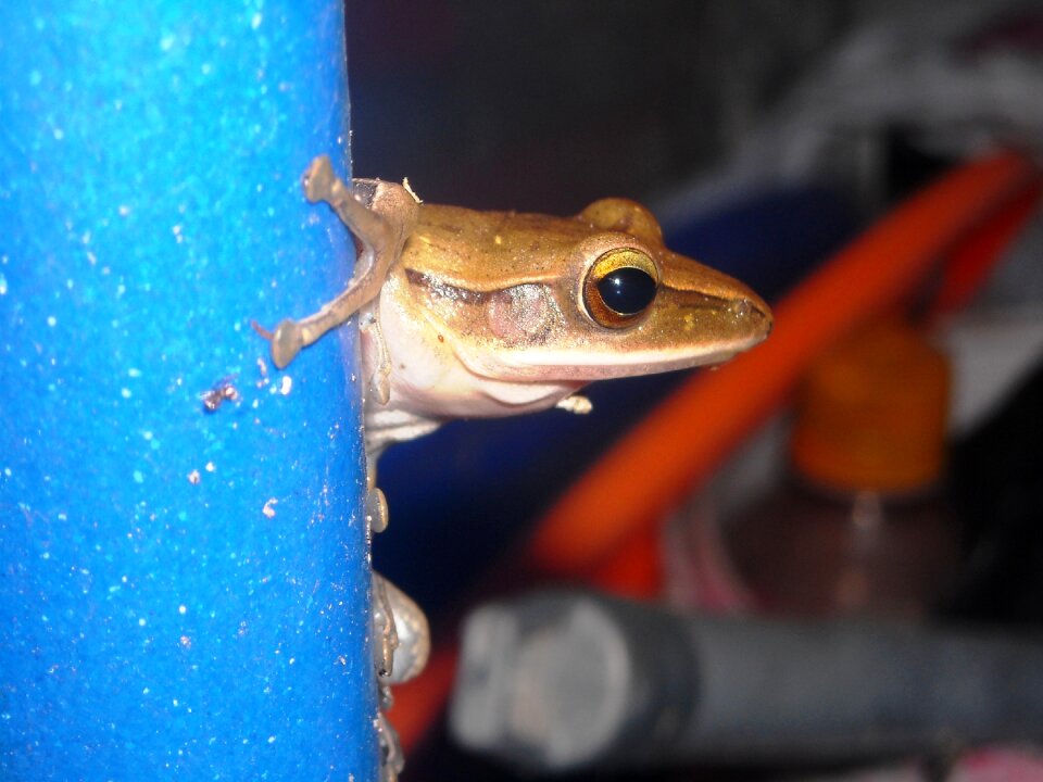 Brown pipe blue