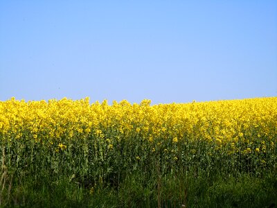Rape blossom field of rapeseeds farbenpracht