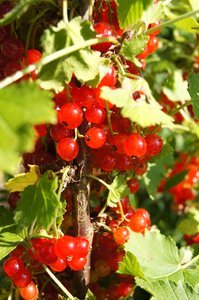 The plot plant fruit shrub