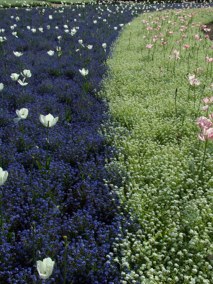 Flowers flower fields park