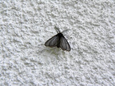 Animal insect wing