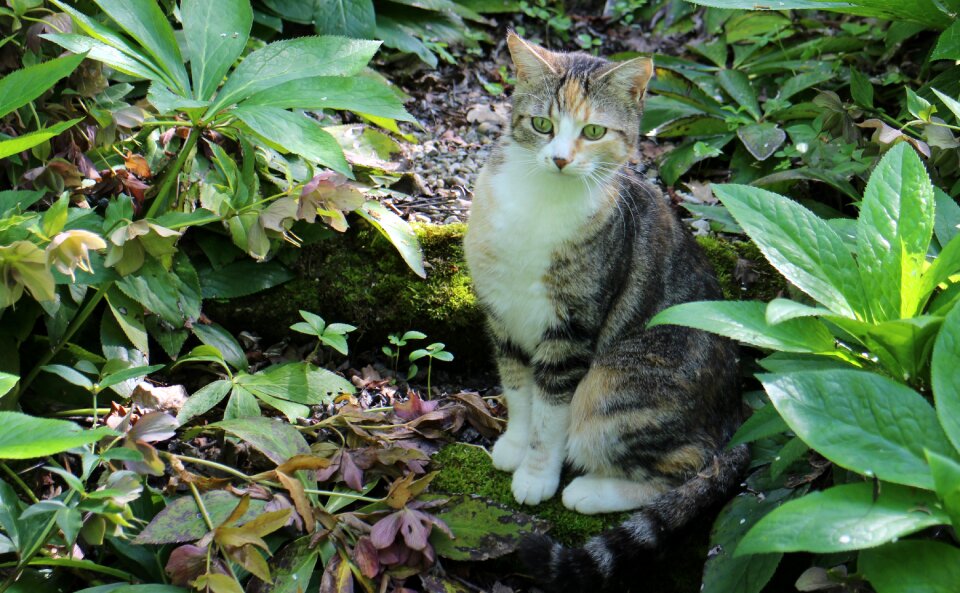 Curious hidden cat's eyes