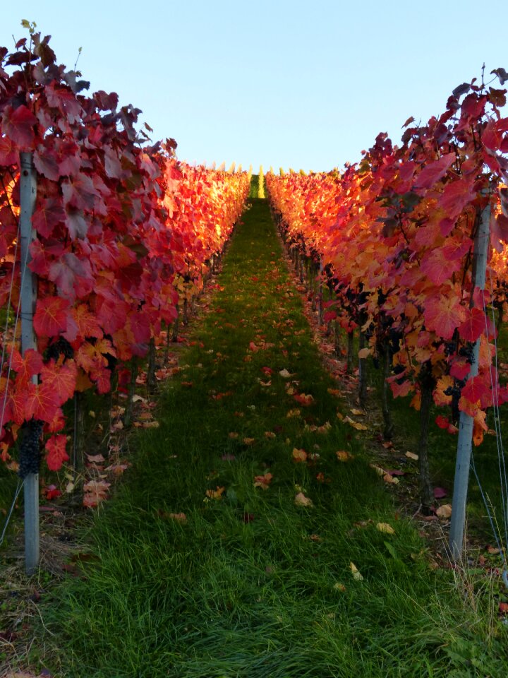 Wine nature grapes