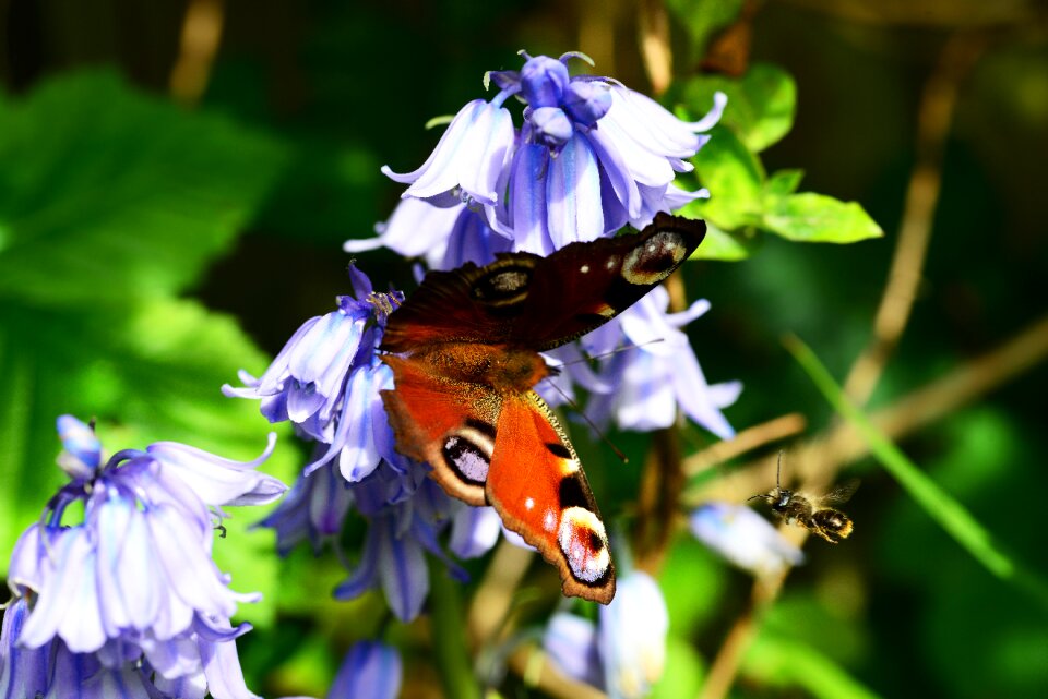 Flying megachile centuncularis spanish bluebell hyacinthoides hispanica