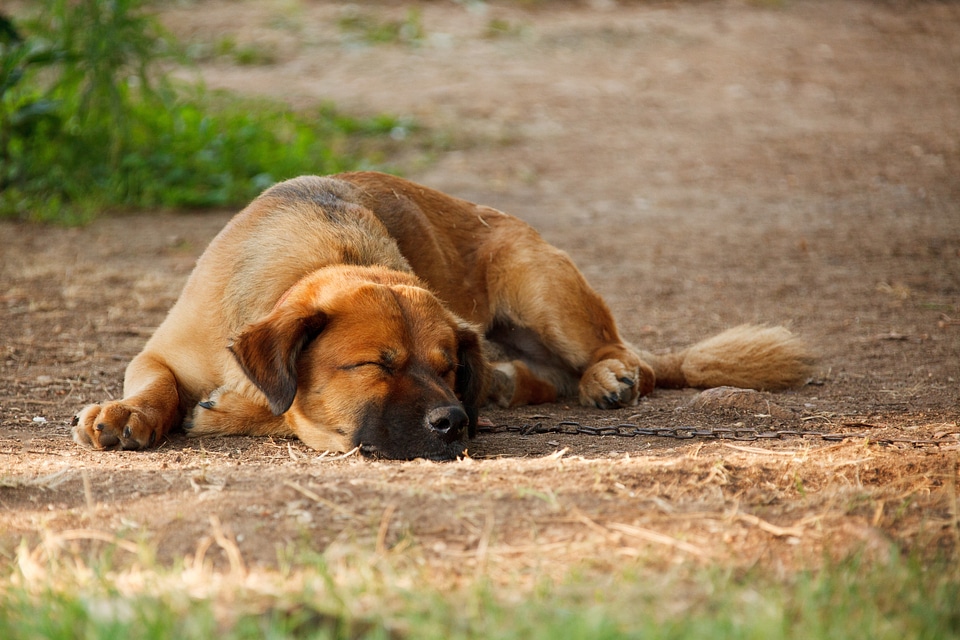 Canine cute dog photo