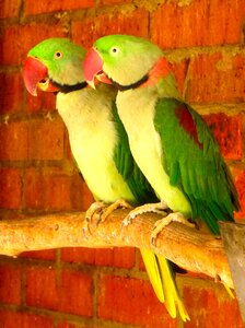 Couple wildlife wings