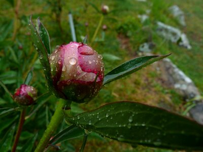 Macro peony button