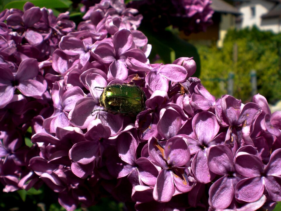 Common rose beetle iridescent green