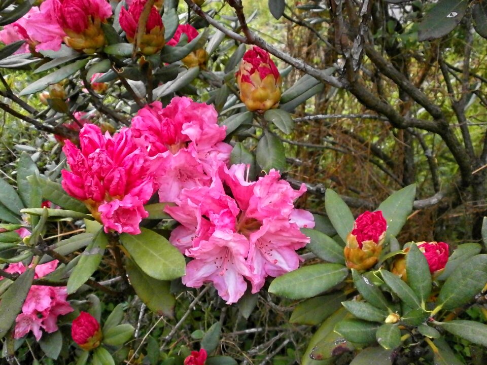 Ericaceae spring flowers pink flower