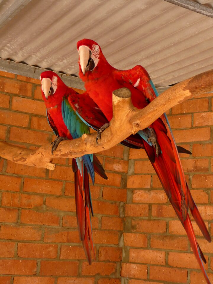 Couple wildlife red
