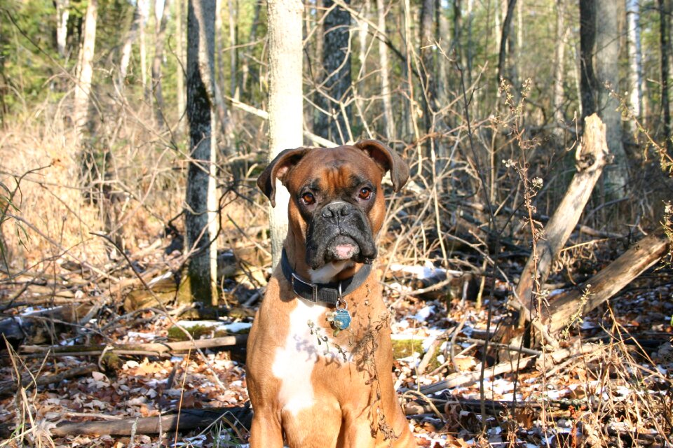 Woods canine animal