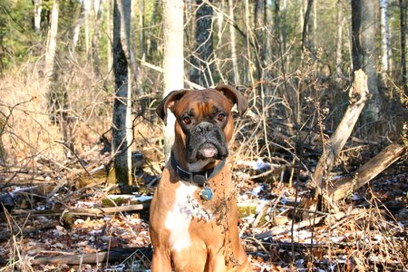 Woods canine animal photo