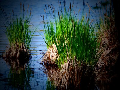 Grasses mood waters