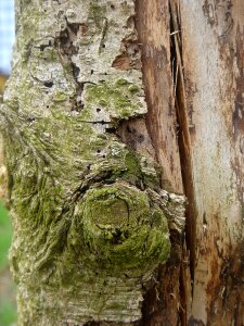 Face form trunk