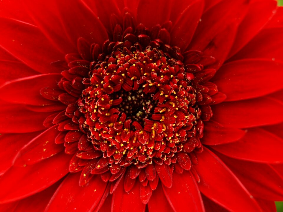 Blossom bloom macro