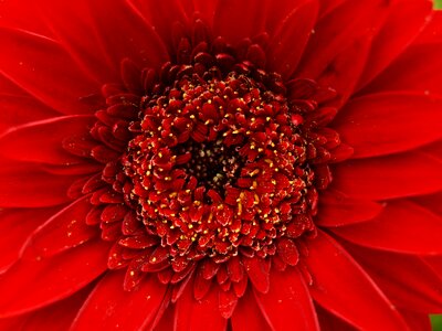 Blossom bloom macro photo