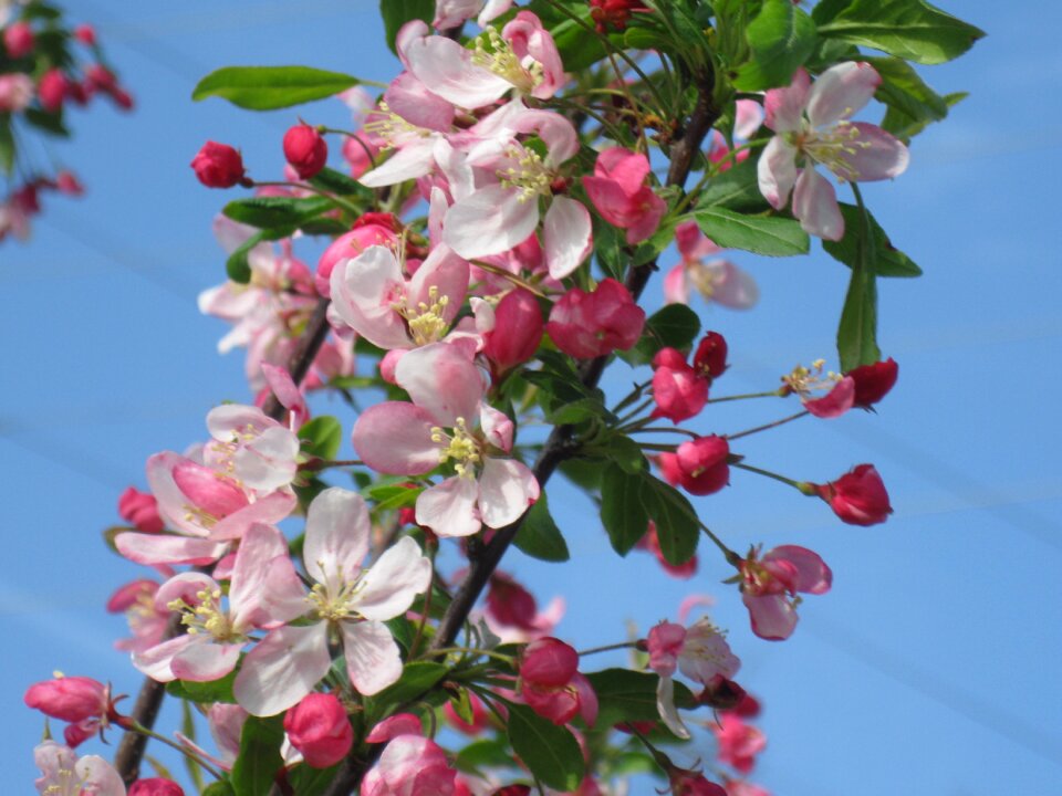 Flower blooming blossom