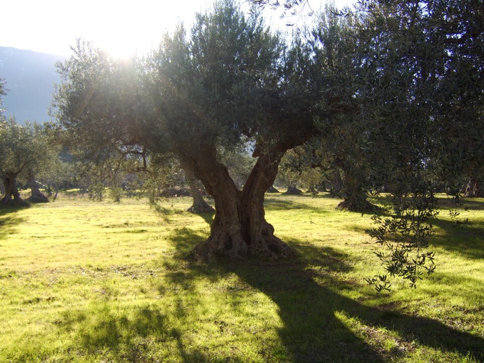 Olive trees sun field