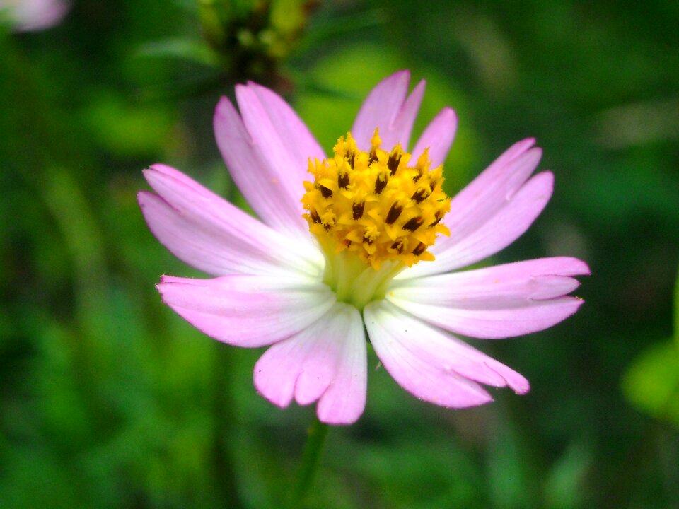 Pink pistil yellow