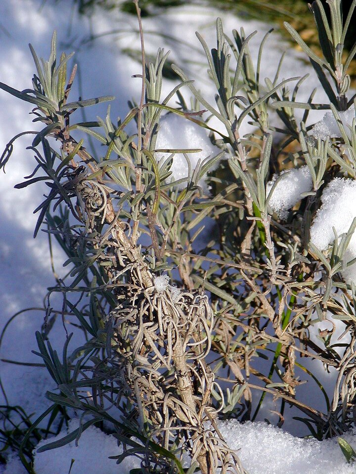 Flower winter waiting