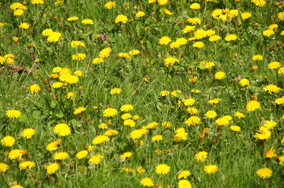 Nuns dandelion flower