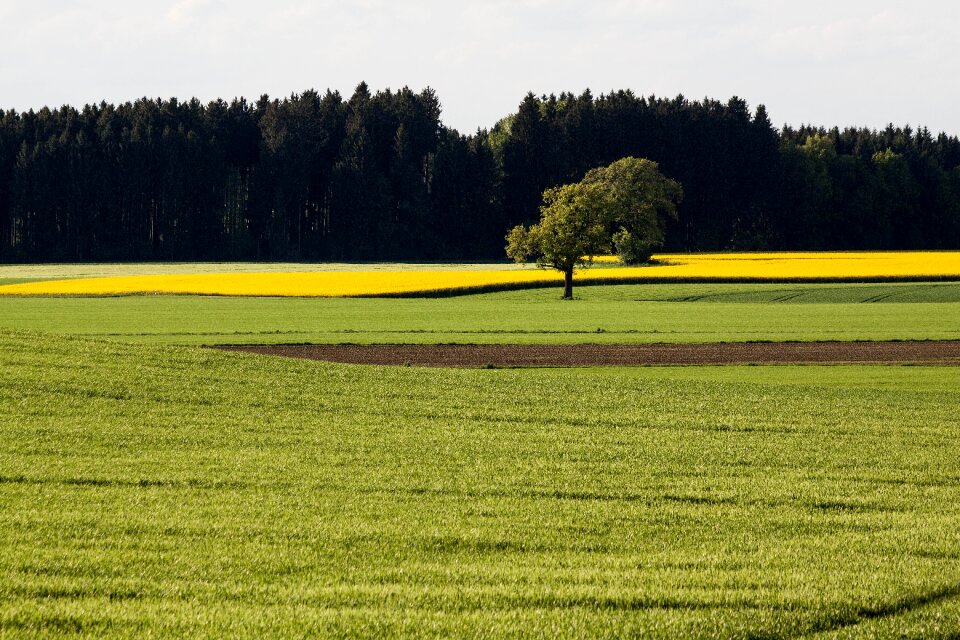 Field harvest field of rapeseeds