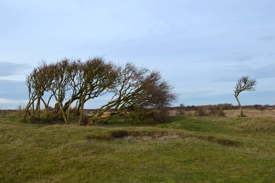 Bush nature schiermonnikoog