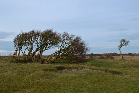 Bush nature schiermonnikoog photo