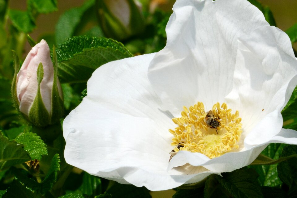In the early summer bee pollen