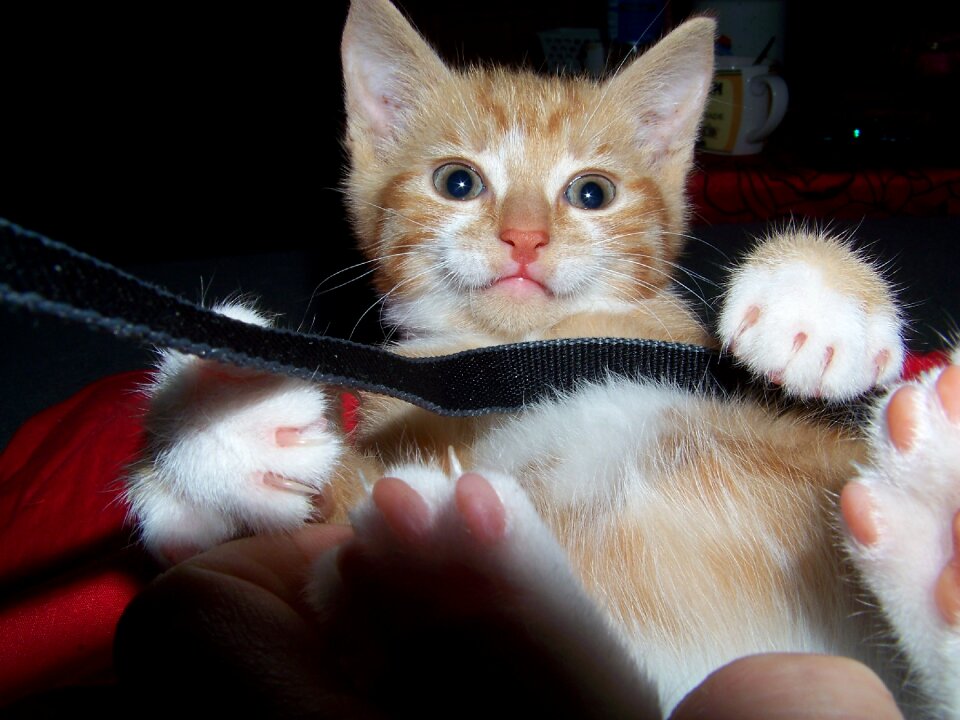 Kitten young animal purr