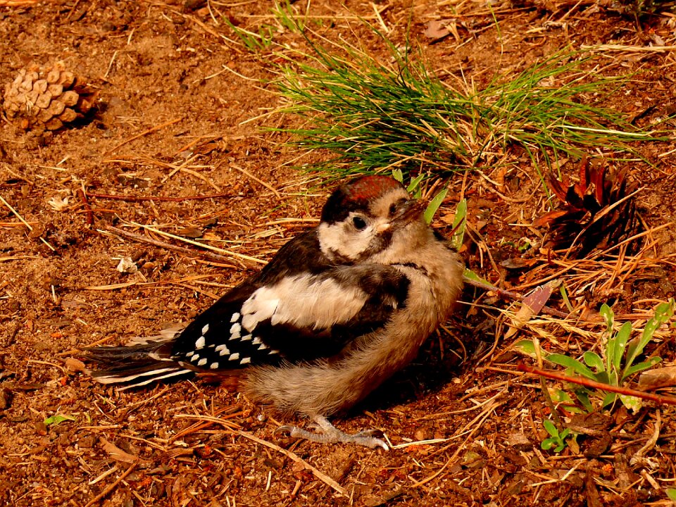 Nature forest bird forest
