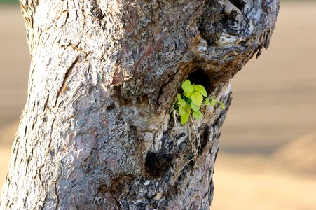 Live dead plant parasite
