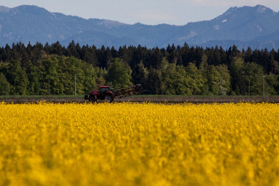 Field harvest field of rapeseeds