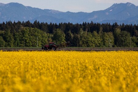 Field harvest field of rapeseeds
