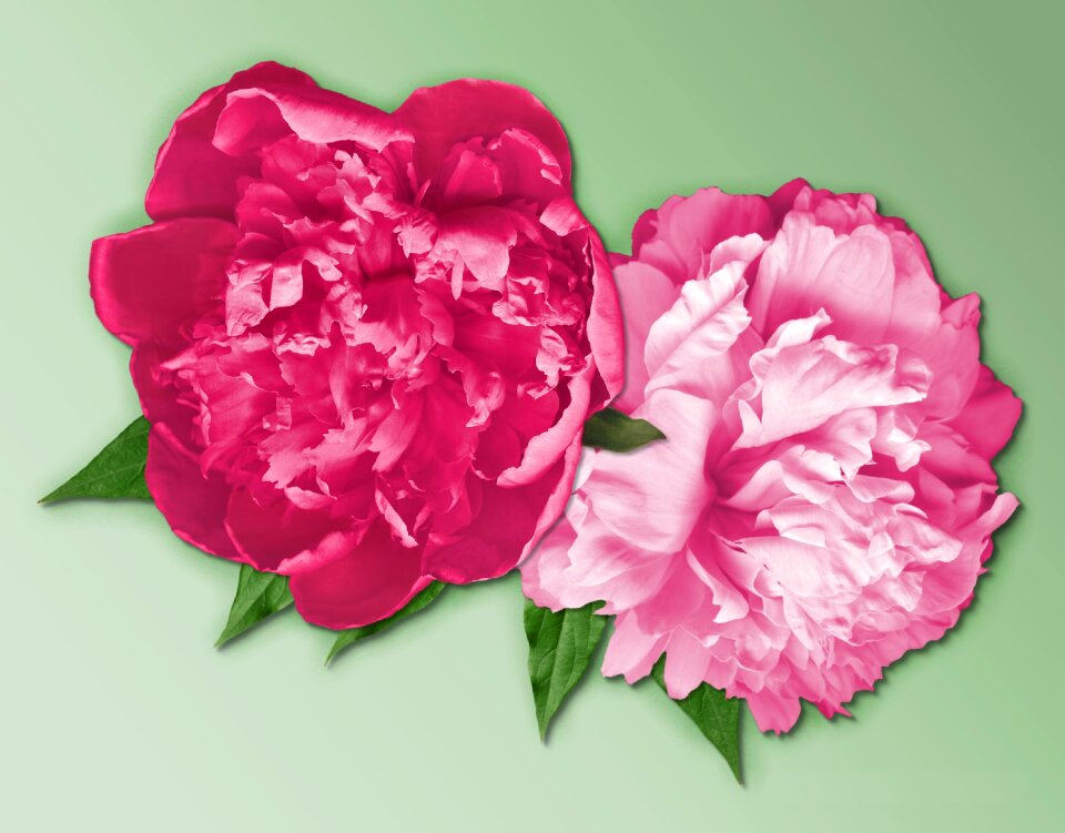 Pink garden flower