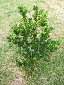 Citrus citrus tree lime tree