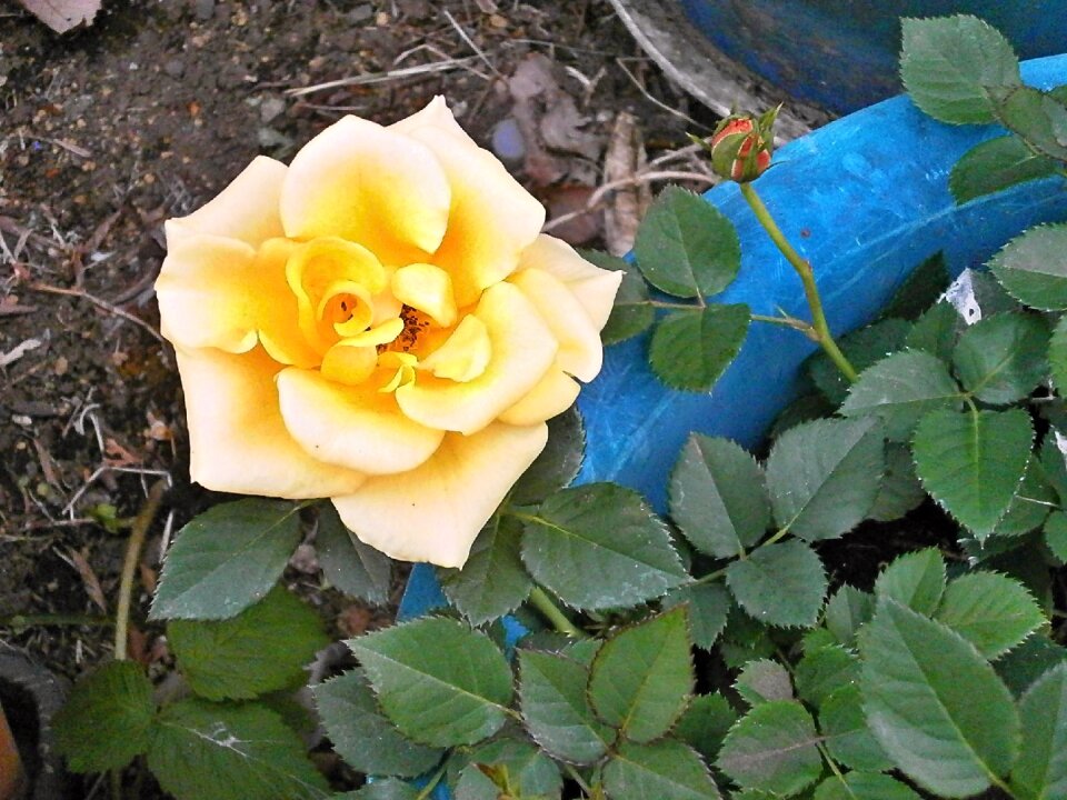 Yellow flowers potted plants rose garden