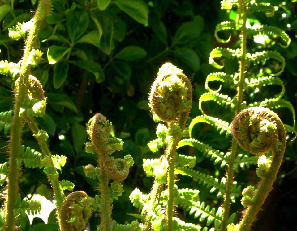 Green plant forest
