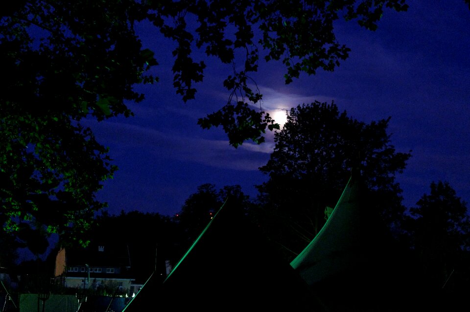 Trees at night moon