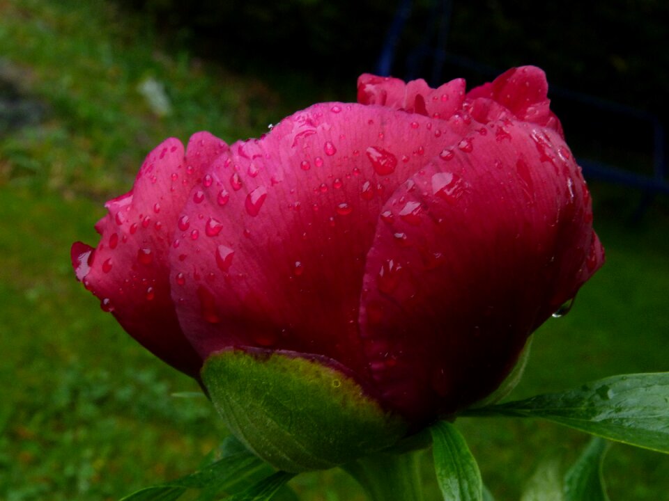 Peony red morning dew