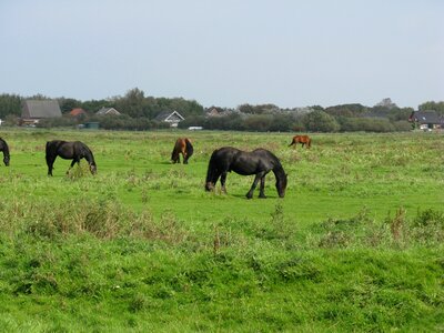 Horses friesen pasture