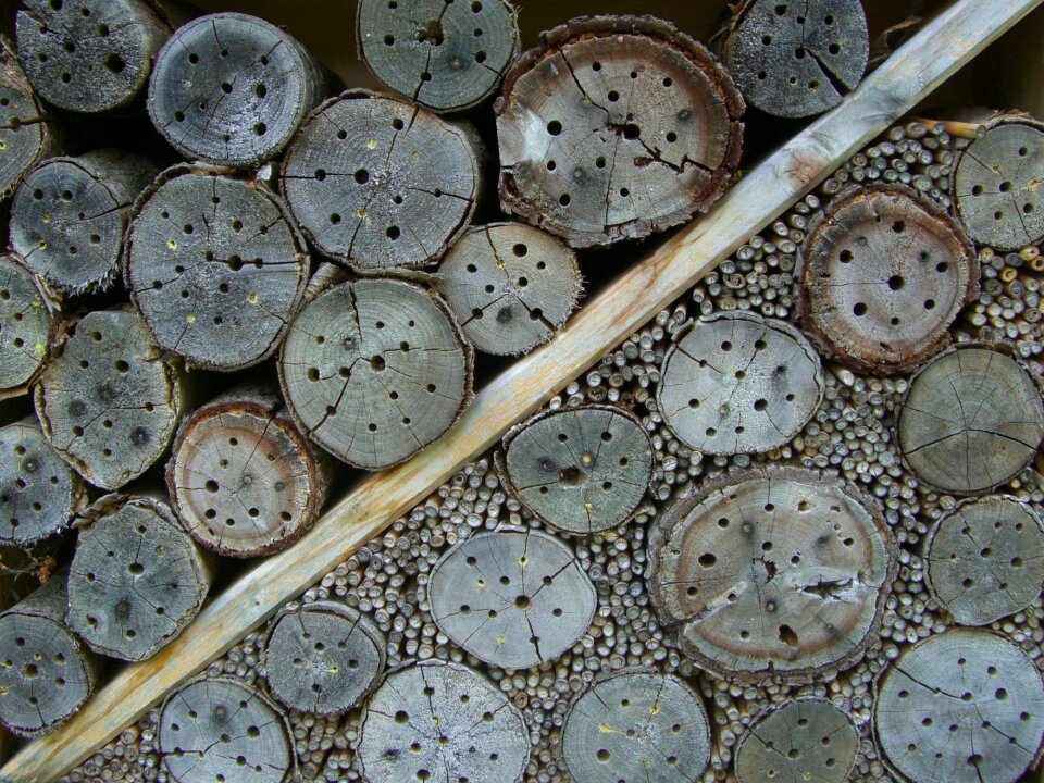 Entry openings tree grates hibernation help