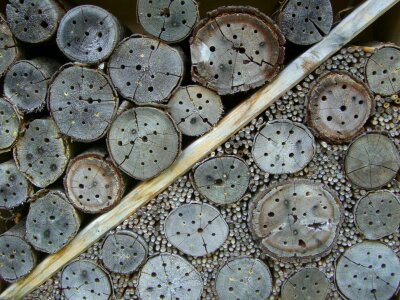 Entry openings tree grates hibernation help