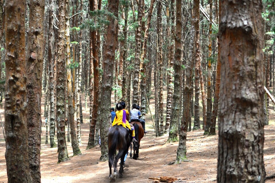 Pine trees forest trail