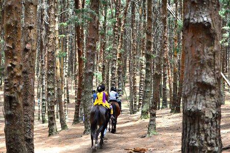 Pine trees forest trail
