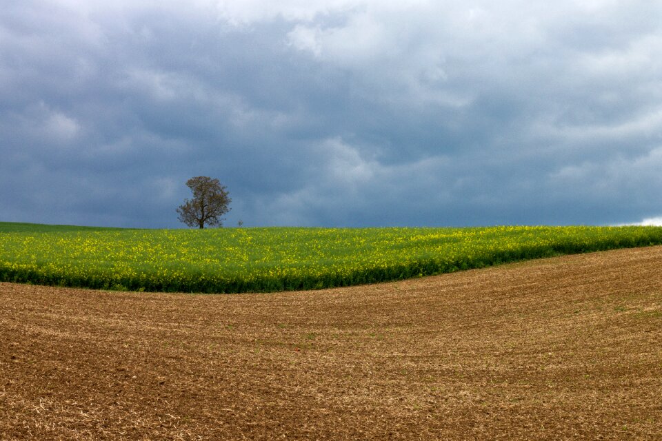 Tree clouds landscape