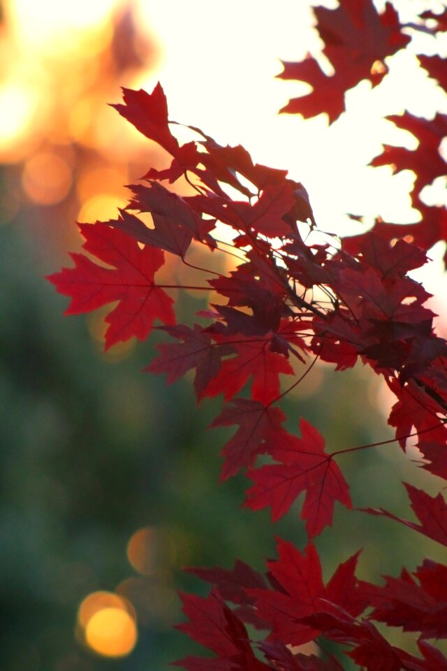Tree fall colors fall leaf