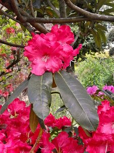 Ericaceae spring flowers red flowers