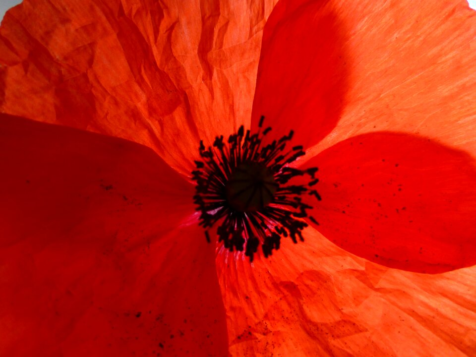 Poppy flower blossom bloom