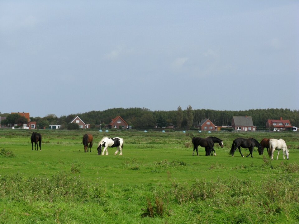 Pasture palomino borkum